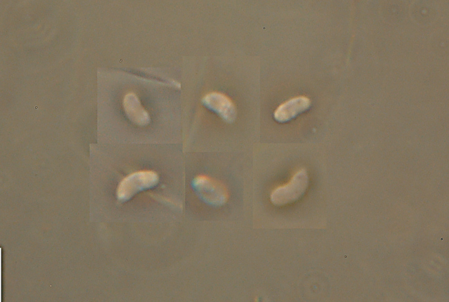 Crosta chiara su faggio - foto 4927 (Mycoacia aurea)